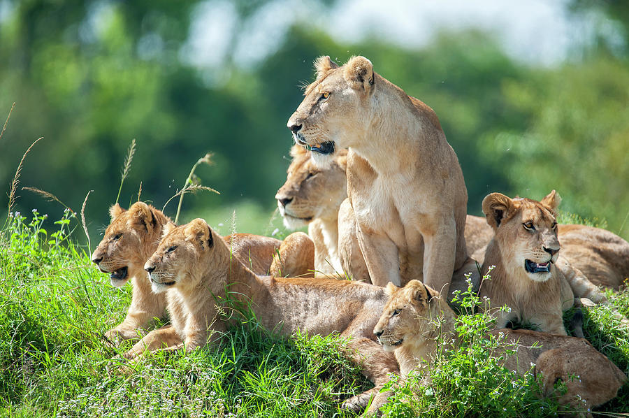 Springbok Casino celebrates fierce animal moms in South Africa this Mothers Day