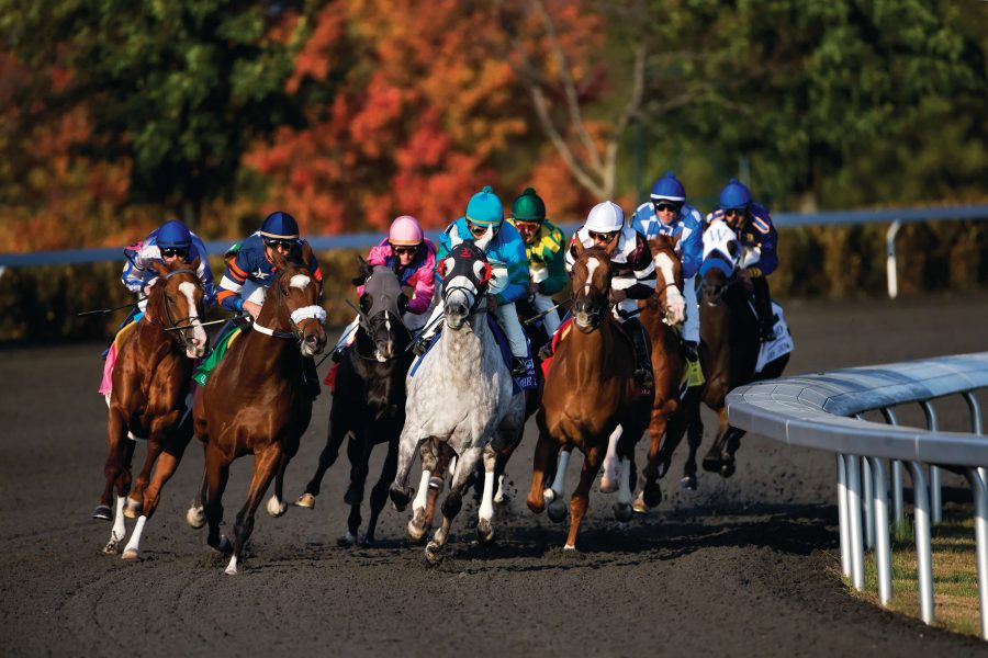 Horse racing in action.
