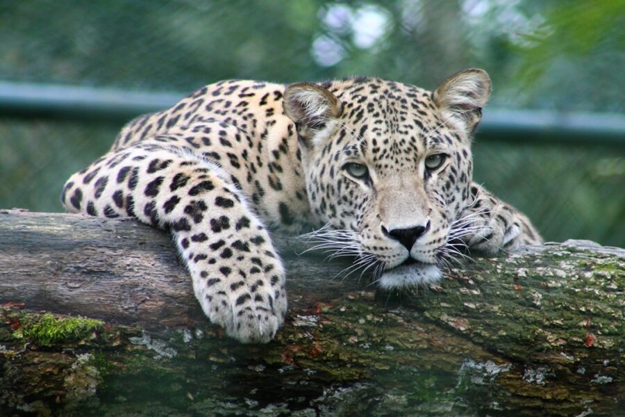 Springbok Casino combines free spins with wildlife awareness campaign in South Africa