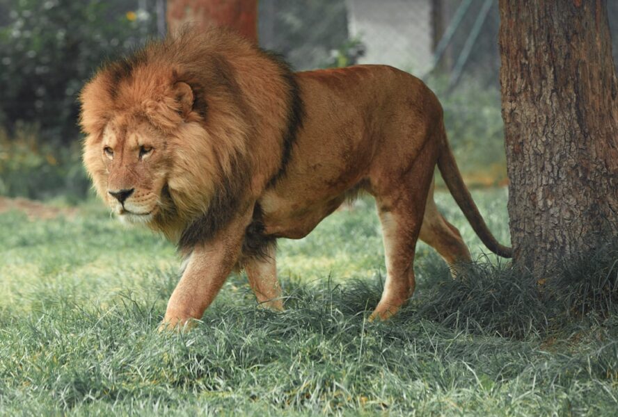 Springbok Casino’s SA’s got talent: Wild Edition brings African animals to the game