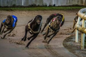 Tasmanian Greens highlight greyhound deaths