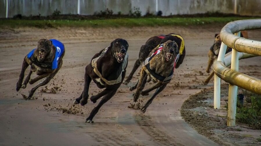 Tasmanian Greens highlight greyhound deaths