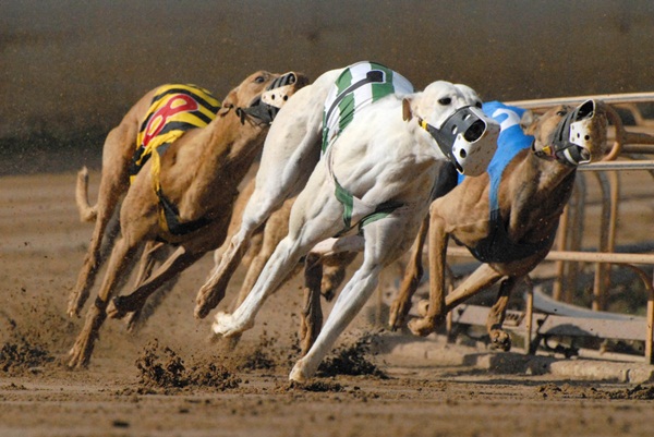 SAFE stresses urgency of New Zealand greyhound racing ban