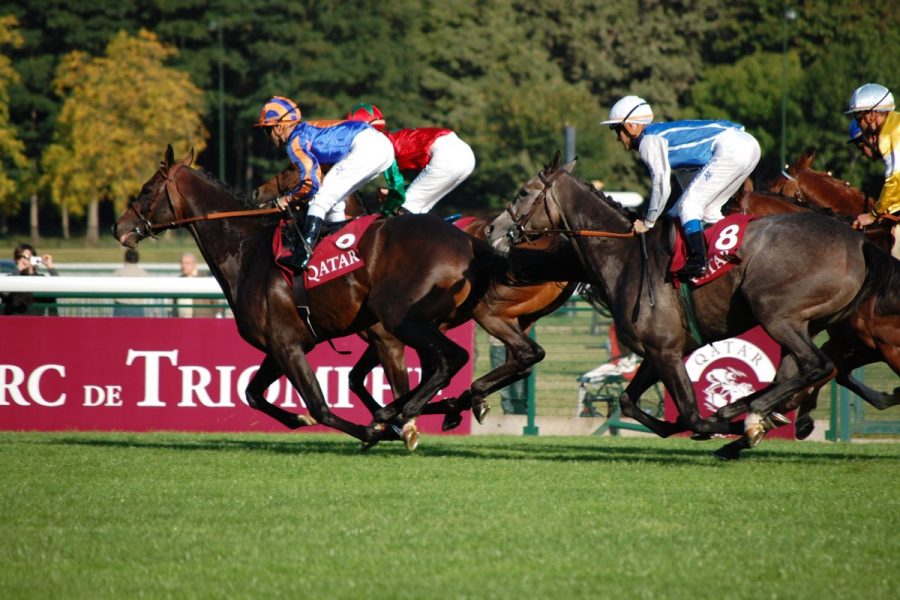 Ocho caballos murieron a bordo de buques de carga en 2019.